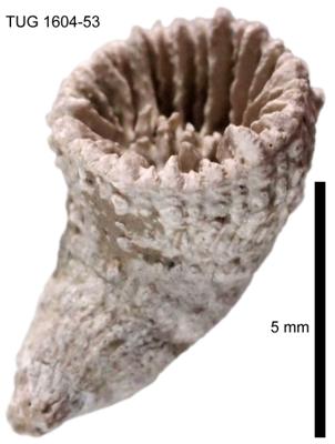 https://files.geocollections.info/large/32/d1/32d1f5cc-b602-4672-a535-45e71edd87e6.jpg