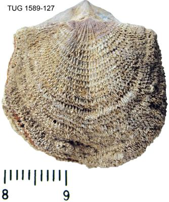 https://files.geocollections.info/large/32/f1/32f1d9d1-854b-477a-9fb5-1b93ff5f6672.jpg