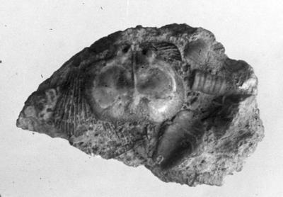https://files.geocollections.info/large/33/04/33046bb3-b861-48b1-ae18-a67cd515c268.jpg