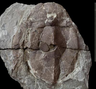 https://files.geocollections.info/large/33/28/33288238-157f-4d47-b1cb-05330ab13f11.jpg