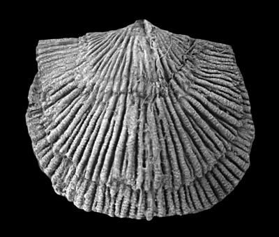 https://files.geocollections.info/large/33/29/33292991-8eae-4a8a-a052-556a41a72ecc.jpg