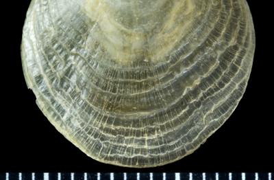 https://files.geocollections.info/large/33/30/333095a7-89d9-4467-a543-e7d719e6d62a.jpg