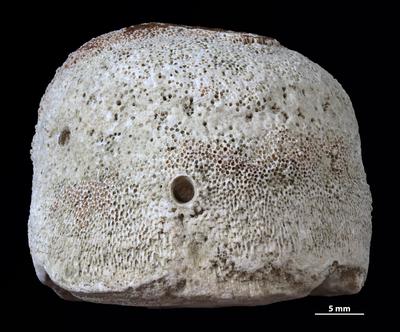 https://files.geocollections.info/large/33/35/333593c7-34ef-4bce-8711-7297c7a77b59.jpg