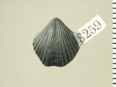 https://files.geocollections.info/large/33/36/33367d3b-164c-4b5a-b36f-ee1b26054e58.jpg