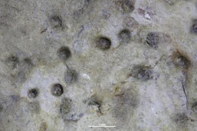 <i>Trypanites? isp.</i><br />Viita trench,  m, Rootsiküla Stage