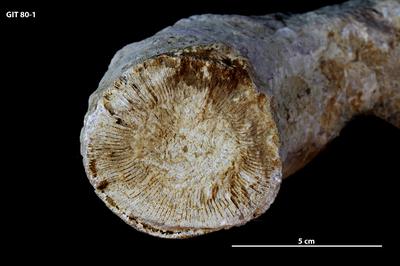 https://files.geocollections.info/large/33/da/33da64b0-d3e2-4d35-9d42-71edf88145cf.jpg