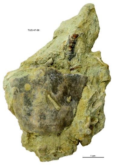 https://files.geocollections.info/large/33/ed/33ed1e40-c117-4230-9341-81e9ae0fb440.jpg