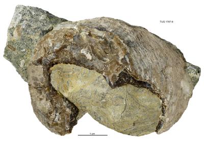 https://files.geocollections.info/large/33/ed/33ede5ed-46f2-462c-81c2-6c52474e5c8b.jpg