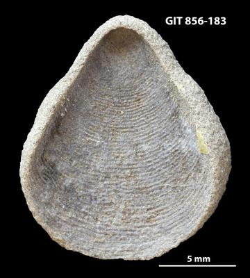 https://files.geocollections.info/large/33/fd/33fdf69a-d7d7-4eb0-9755-daaf1a38ce06.jpg