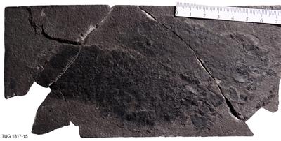 https://files.geocollections.info/large/34/19/34197b8a-137d-4092-b344-e1e46fa93487.jpg