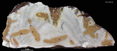 https://files.geocollections.info/large/34/1a/341a8750-b904-4de4-bd34-0312d1cc61a6.jpg