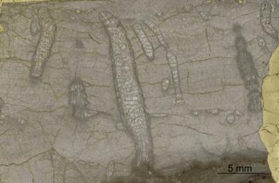 https://files.geocollections.info/large/34/2a/342a31c5-f243-4f8a-9ead-15d9e3ec06c6.jpg