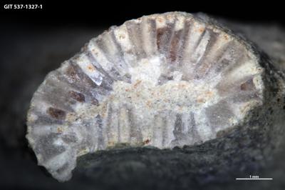 <i>Sanctum isp.</i><br />Aluvere quarry,  m, Idavere Substage