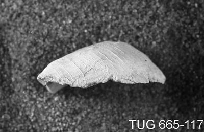 https://files.geocollections.info/large/34/5e/345e7f4f-0a93-42b5-a0ae-da05d7688914.jpg