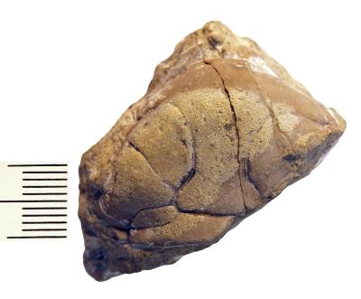 https://files.geocollections.info/large/34/6c/346c29a2-c728-4f5d-9c80-f1d18f440dc7.jpg