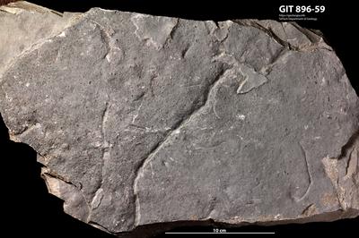 <i></i><br />Reinu Quarry,  m, Porkuni Stage