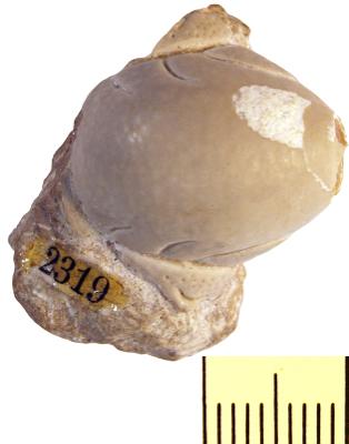 https://files.geocollections.info/large/34/c8/34c8e117-2041-429e-8bf2-c7d54358f021.jpg