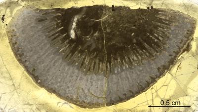 https://files.geocollections.info/large/34/cd/34cdb185-e968-4ee8-9cff-f19e71631e8c.jpg