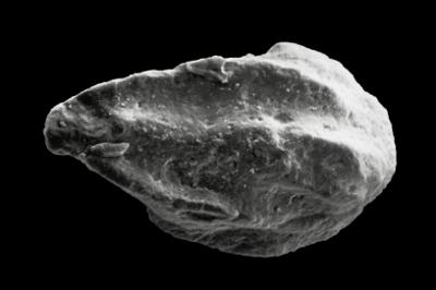https://files.geocollections.info/large/34/da/34da1e81-6a1d-4ba4-9e90-cb886af65c55.jpg