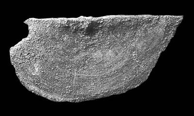 https://files.geocollections.info/large/34/db/34db879f-092b-44db-8450-301b07bf9b08.jpg