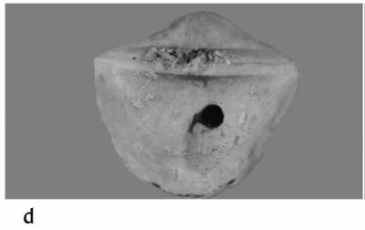 <i>Trypanites aff. fimbriatus (Stephenson, 1952)</i><br />Kohtla,  m, Kukruse Stage