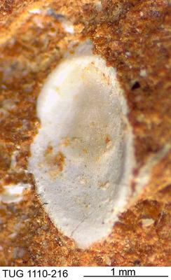 https://files.geocollections.info/large/34/f9/34f99244-741f-4830-aca3-016d56b2d2d2.jpg