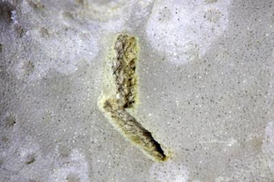 <i>Rogerella</i><br />Moe,  m, 