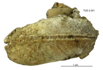 https://files.geocollections.info/large/35/0d/350d22ef-7f03-4784-8203-cf9c58adc946.jpg