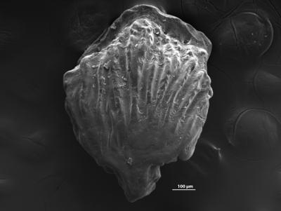 https://files.geocollections.info/large/35/2f/352f68ce-1c63-4bf1-8cab-e8128c564f53.jpg