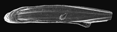 https://files.geocollections.info/large/35/36/35360d37-4306-4f6b-8c05-edd965d44e56.jpg