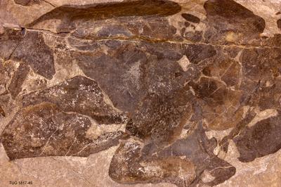 https://files.geocollections.info/large/35/52/3552a25a-96a9-45c9-9929-cb122df7048c.jpg