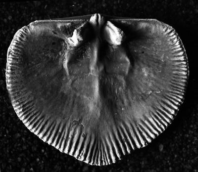 https://files.geocollections.info/large/35/64/3564351e-5694-42d0-8804-6d2434fac87f.jpg