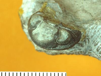 https://files.geocollections.info/large/35/74/357433c2-bc78-4c44-9fdd-71bf4cbd2dd5.jpg