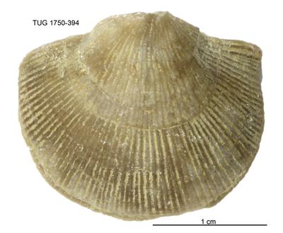 https://files.geocollections.info/large/35/7a/357ae3d4-9784-4d57-a37e-1a76e19785b7.jpg