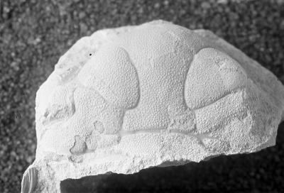 https://files.geocollections.info/large/35/94/35940e1c-7aab-40f8-bd8b-66f722b05539.jpg