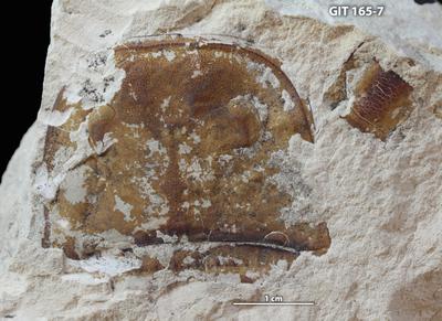 https://files.geocollections.info/large/35/94/359480dc-3fb0-4ed6-9fa0-095c83e80b0e.jpg