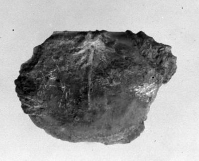https://files.geocollections.info/large/35/98/35981b69-2398-4f64-9410-6b370ef1c6e8.jpg