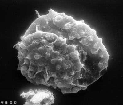 https://files.geocollections.info/large/35/9e/359e968b-c00e-45f2-8496-ca6637e6e663.jpg