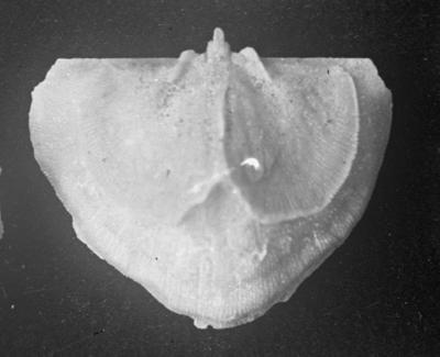 https://files.geocollections.info/large/35/a9/35a9be88-fee5-4350-b29e-b788981b3ad1.jpg