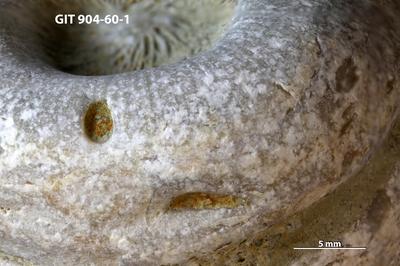 <i></i><br />Kõinastu islet,  m, Adavere Stage