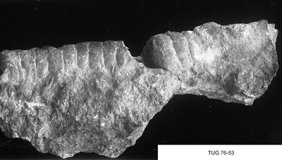https://files.geocollections.info/large/35/fe/35feb42b-5e21-44dd-aaf3-7c830ff6f626.jpg
