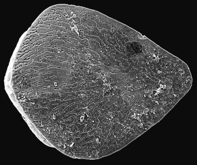 https://files.geocollections.info/large/36/06/3606ea17-527e-409d-aeb9-96649c42cada.jpg