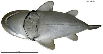 https://files.geocollections.info/large/36/19/36190c00-3327-4752-8329-07310d9ce0d0.jpg