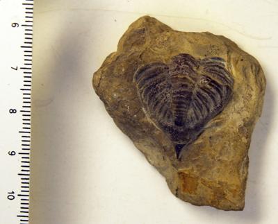 https://files.geocollections.info/large/36/28/3628d4d1-7f38-4311-9707-23bebcaaaae8.jpg