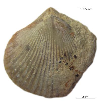 https://files.geocollections.info/large/36/3d/363d64db-a6ab-40e5-a4a5-47512ecf2118.jpg