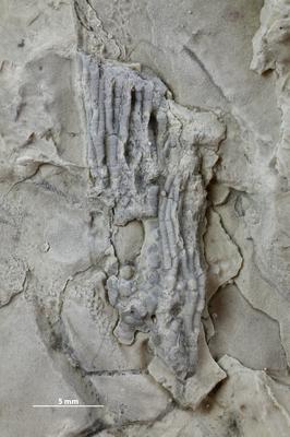 https://files.geocollections.info/large/36/50/36509aa8-12ec-4e33-b1f2-610ce002a790.jpg