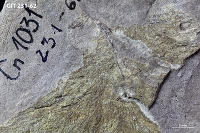 https://files.geocollections.info/large/36/58/36581692-efd4-444a-acce-d779cc29eb45.jpg