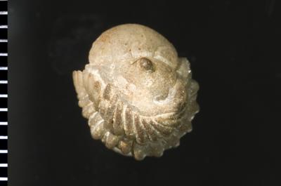https://files.geocollections.info/large/36/66/36664975-f646-4b5e-85d1-5d88005e6cd4.jpg