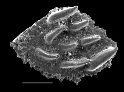 https://files.geocollections.info/large/36/8a/368ae526-e546-4d76-9091-fa18decf398d.jpg