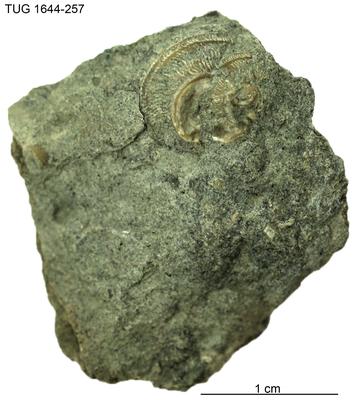 https://files.geocollections.info/large/36/a8/36a8ef6a-3341-4fbc-8b13-28f6e4e14e96.jpg